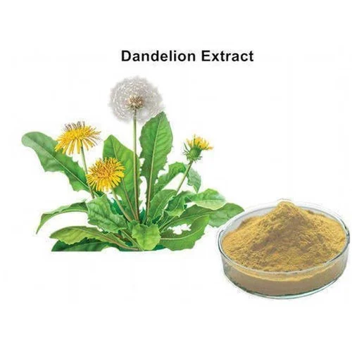 Dandelion Extract Powder