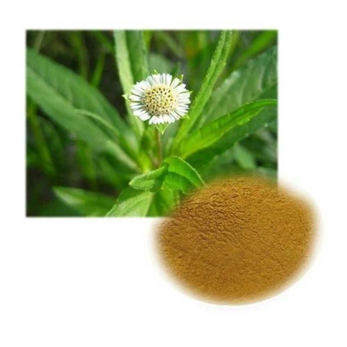 Eclipta Prostrata Extract Powder