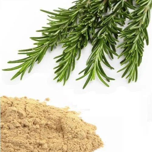 Rosemary Extract Powder
