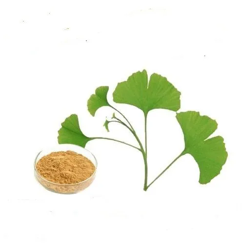Ginkgo Biloba Extract Powder