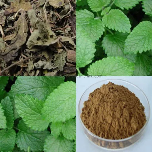 Lemon Balm Extract Powder