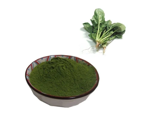 Urtica SP Extract Powder
