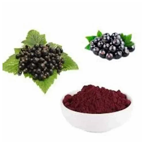 Black Current Extract Powder