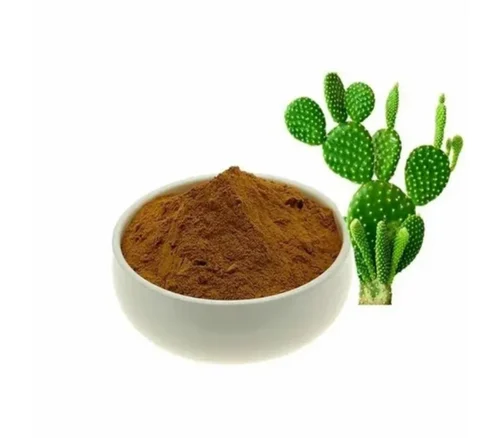 Celastrus Paniculatus Extract Powder